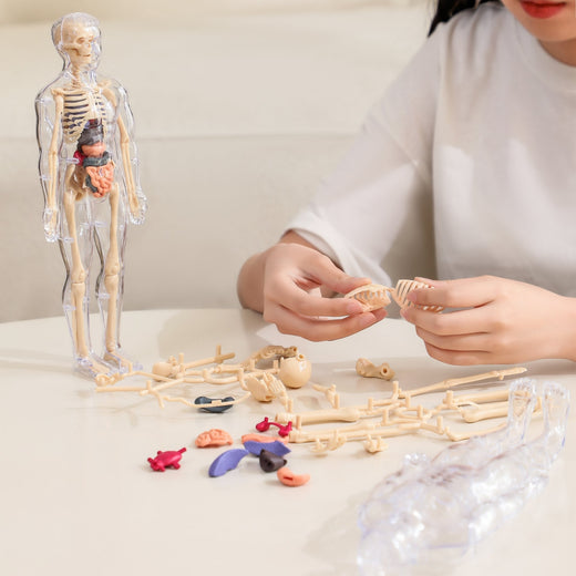 Filio BodyWise™ Human Anatomy Model for Kids | STEM Science Learning Kit